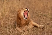 animals lions 1600x1200 wallpaper Art HD Wallpaper